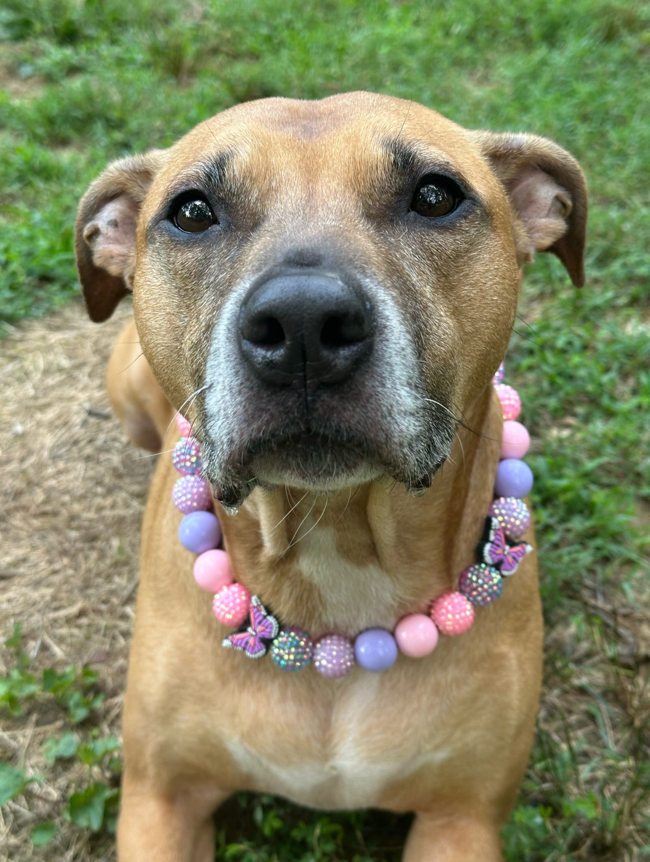 Spread Your Wings Collar