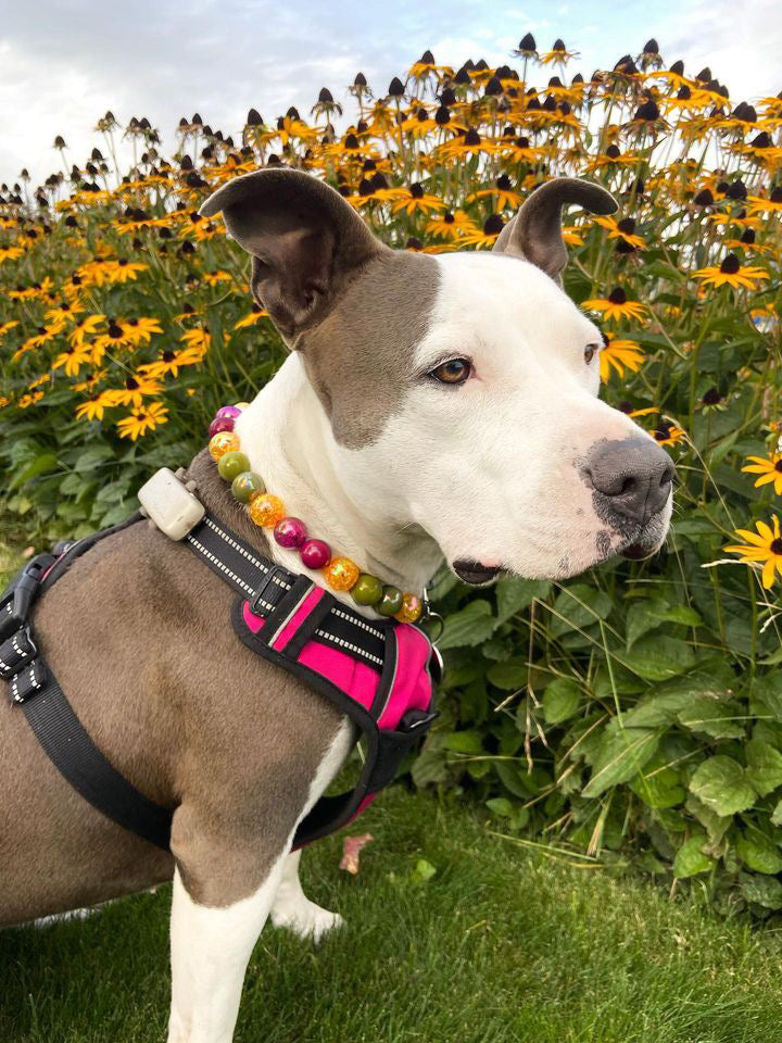 Candy Apple Collar