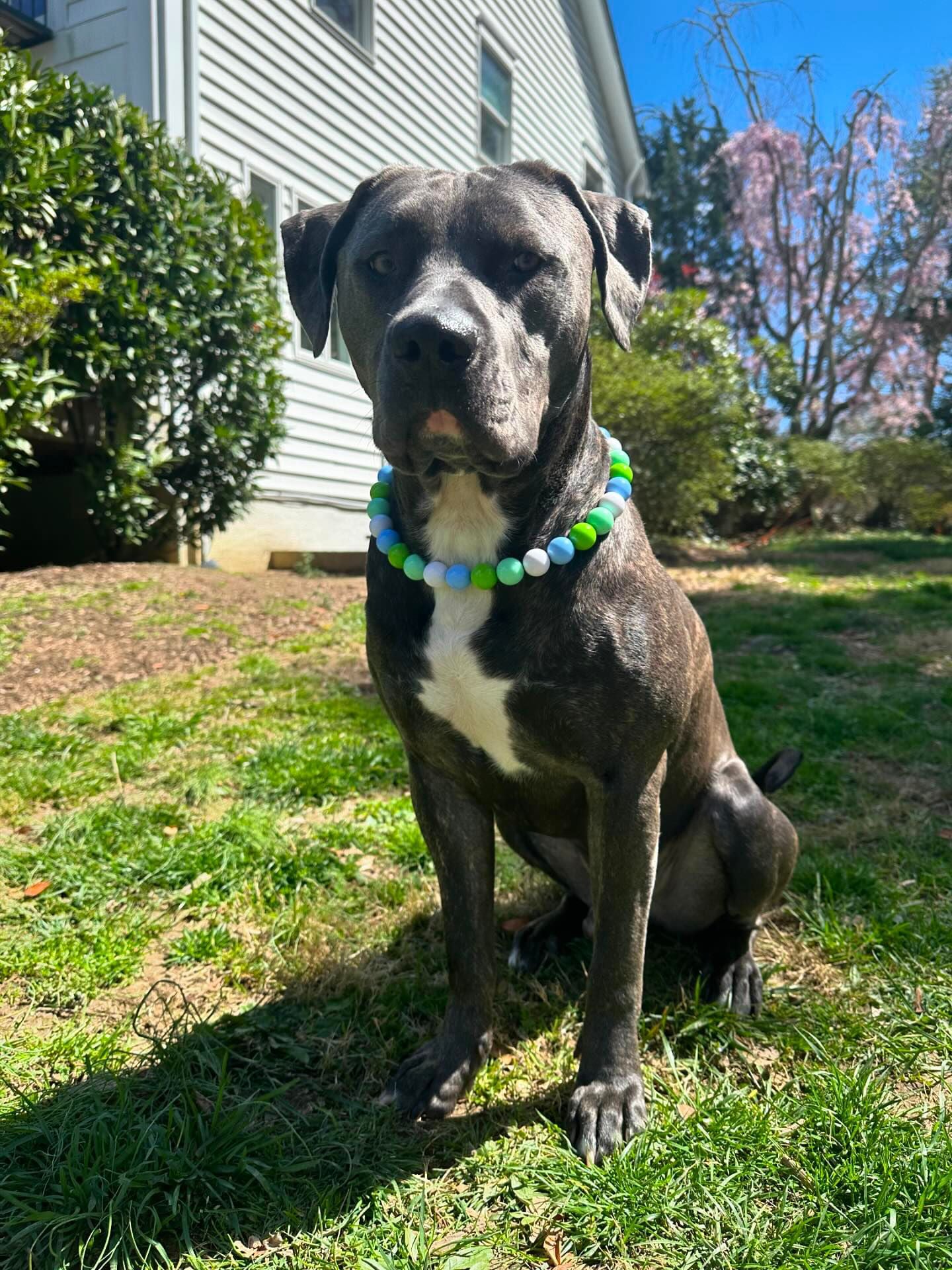 Electric Pistachio Collar