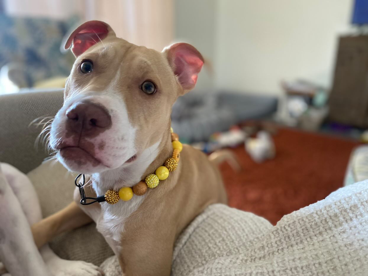 My Sunshine Collar