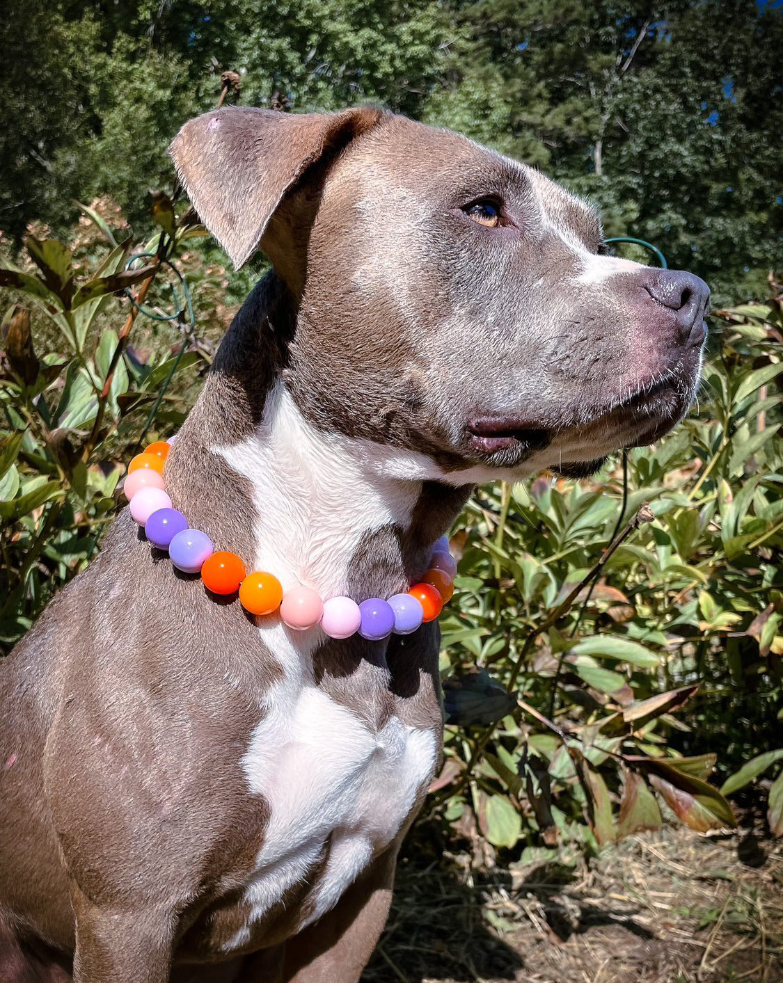 Summer Sunset Collar