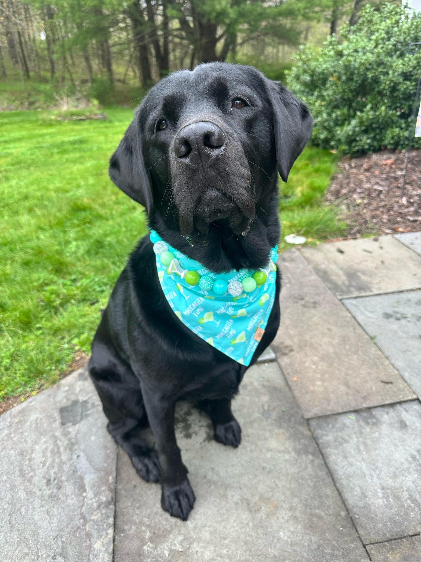 Margaritaville Collar