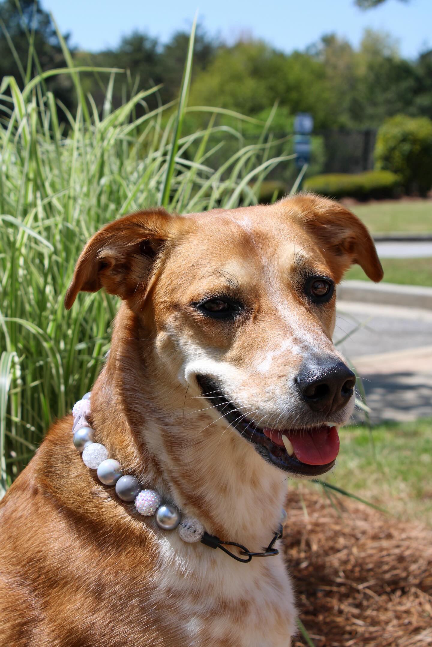 House Hippo Collar