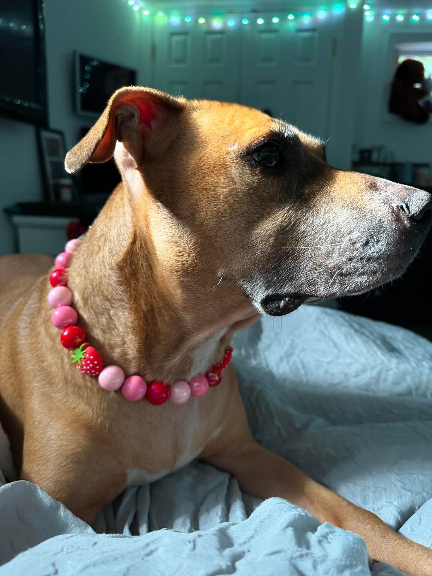 So Berry Sweet Collar