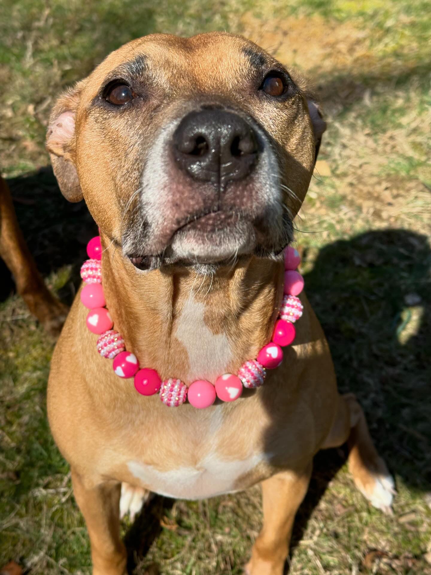 Pink Sweetheart Collar