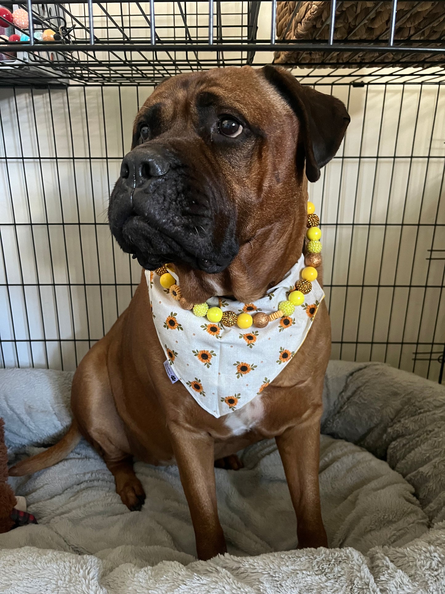 My Sunshine Collar