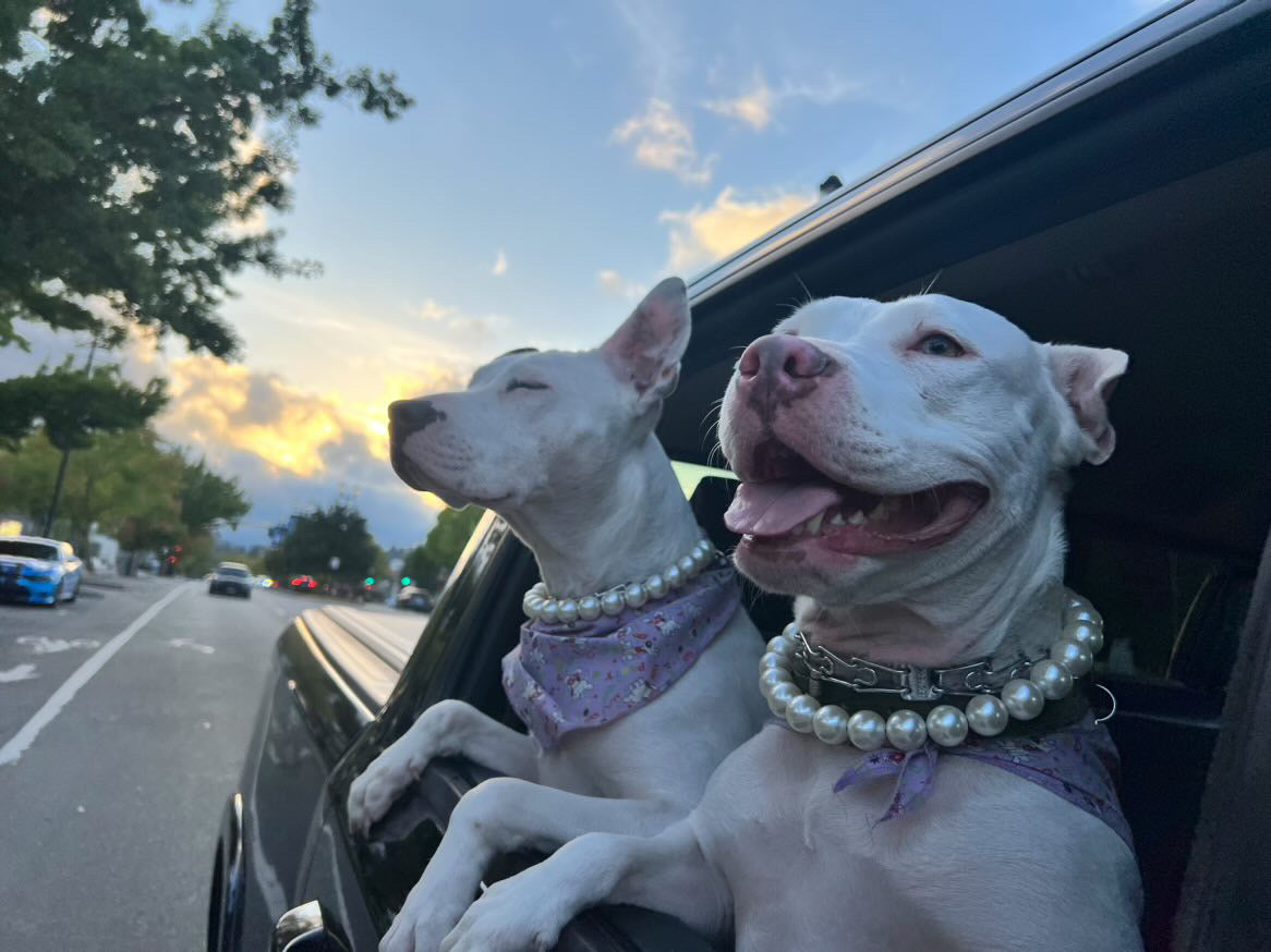 Classic Pearl Collar