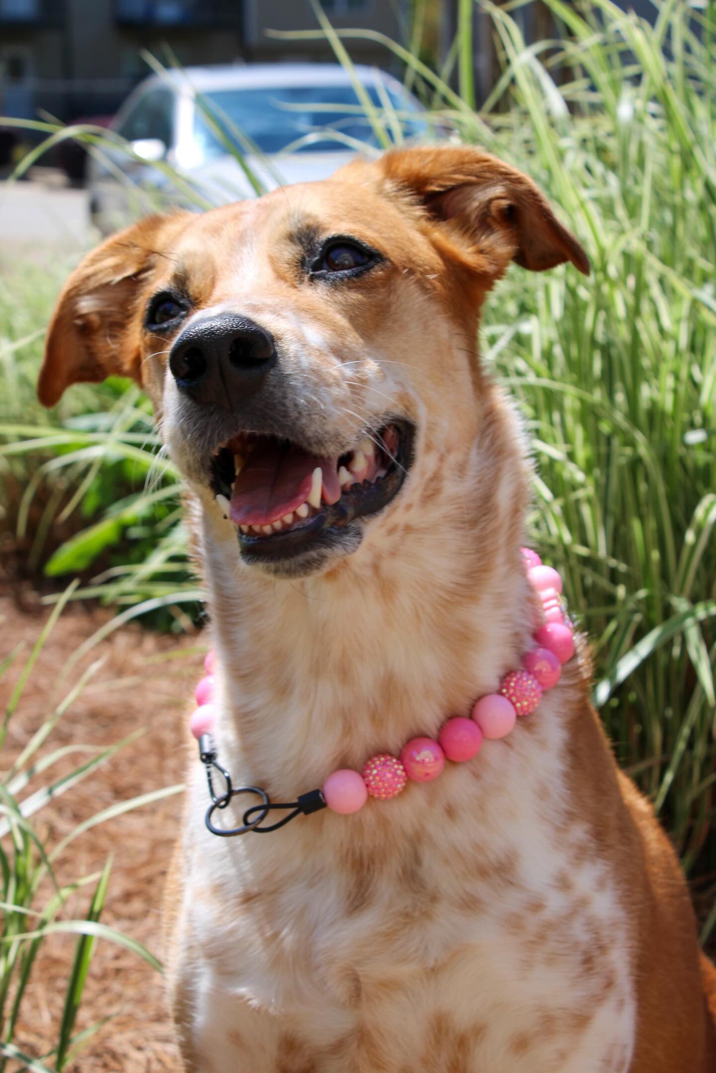 Strawberry Dream Collar