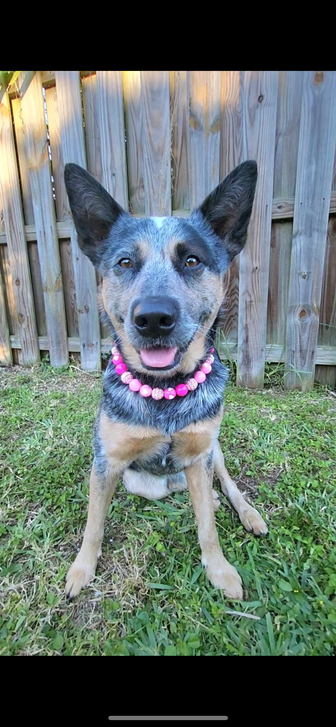 Pink Sweetheart Collar