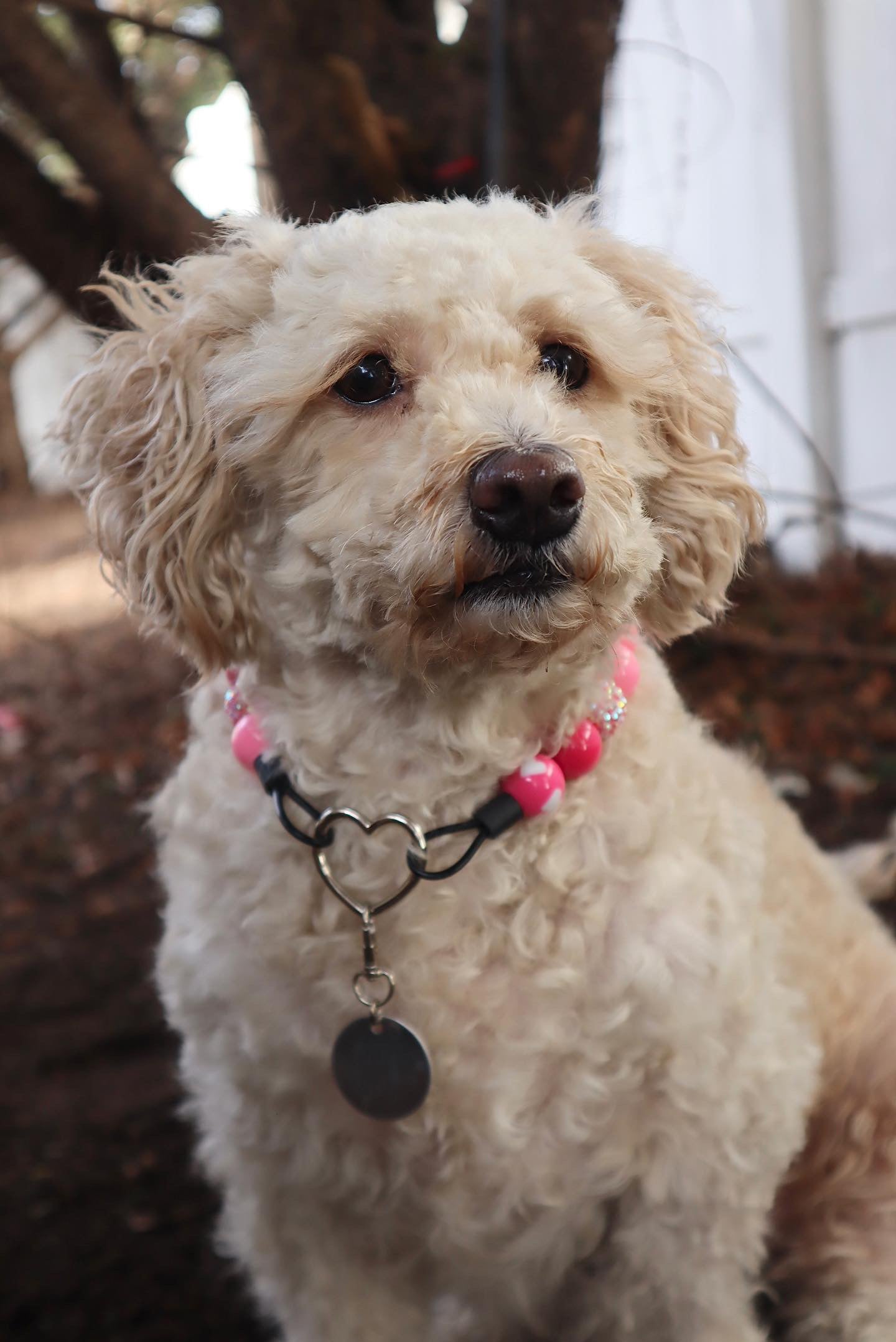 Pink Sweetheart Collar