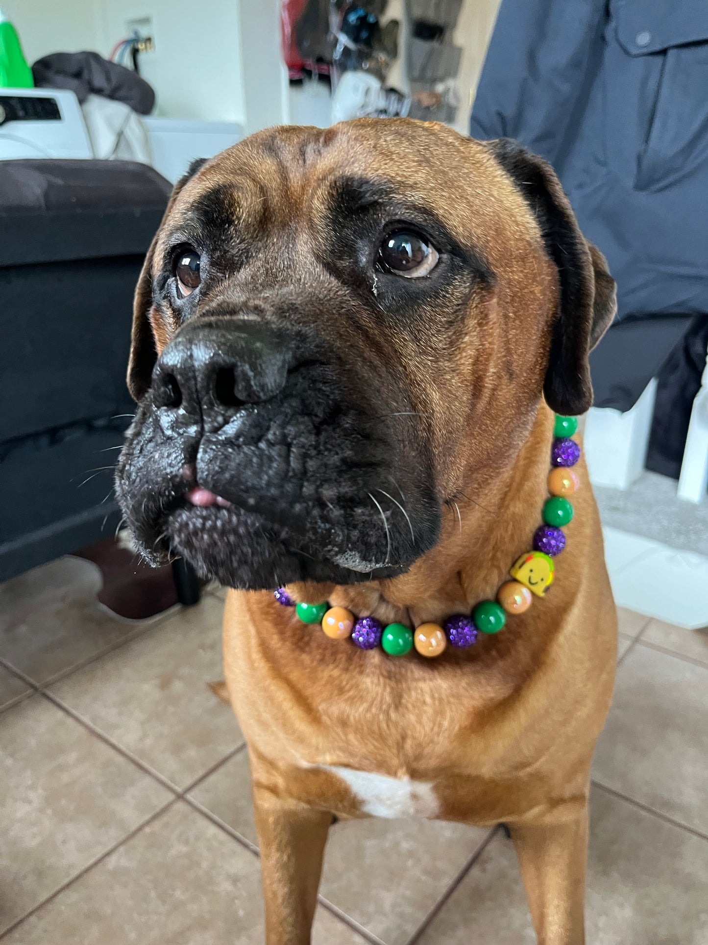 Taco Tuesday Collar